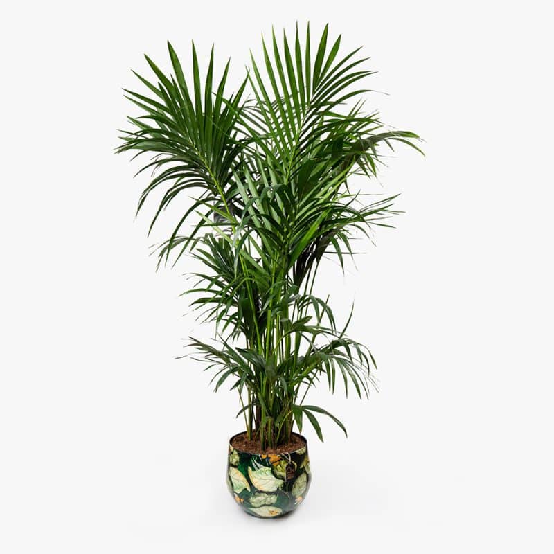 Howea Plant in Metal Green Pot – 160cm