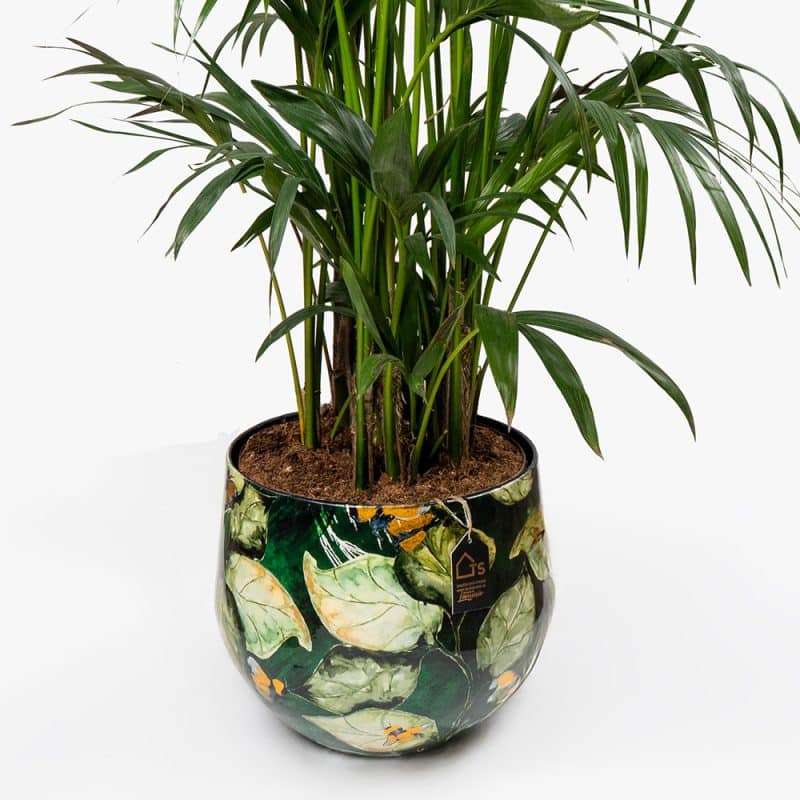 Howea Plant in Metal Green Pot – 160cm