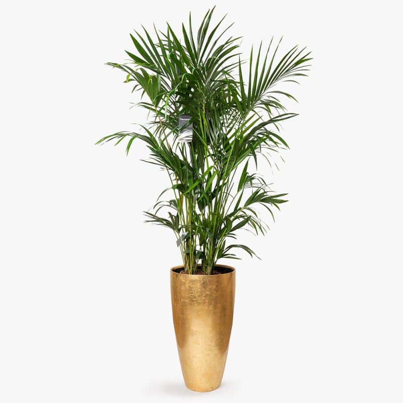 Howea Plant in Gold Fiber Pot – 180cm