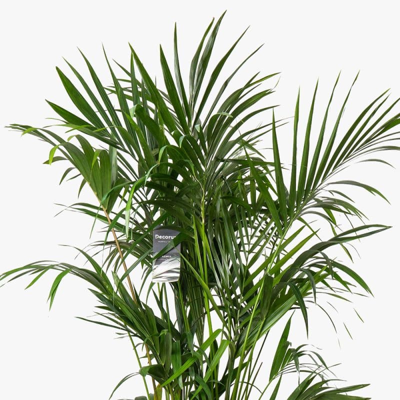 Howea Plant in Gold Fiber Pot – 180cm
