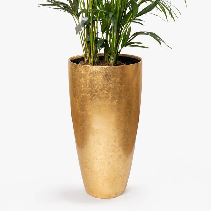 Howea Plant in Gold Fiber Pot – 180cm