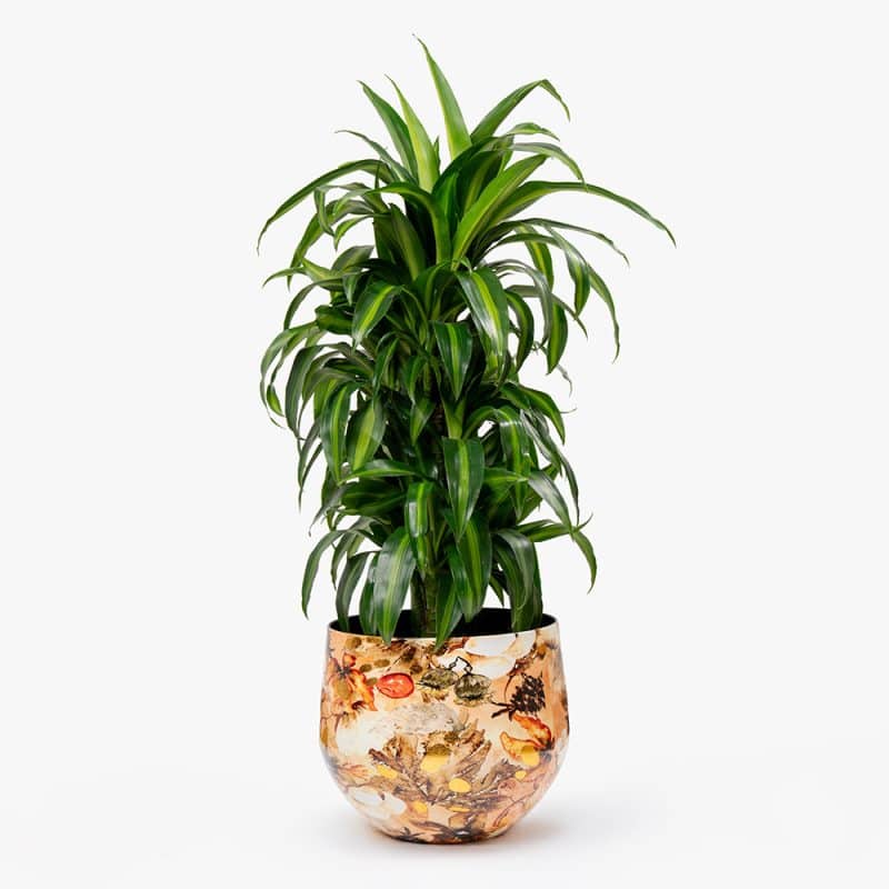 Dracaena Lemon Lime in Metal Gold Pot – 100cm