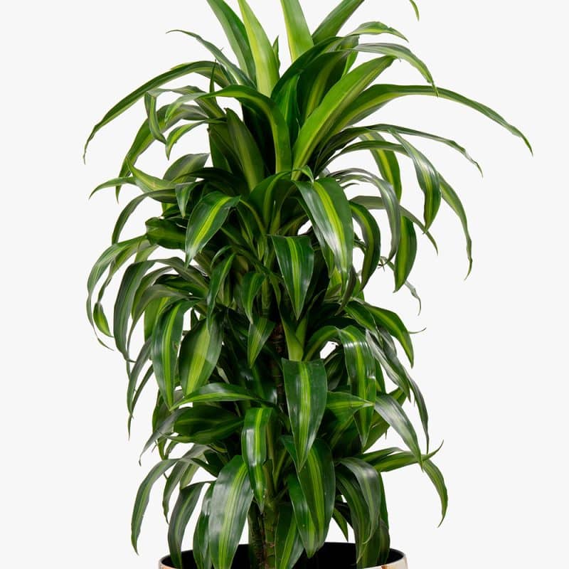 Dracaena Lemon Lime in Metal Gold Pot – 100cm