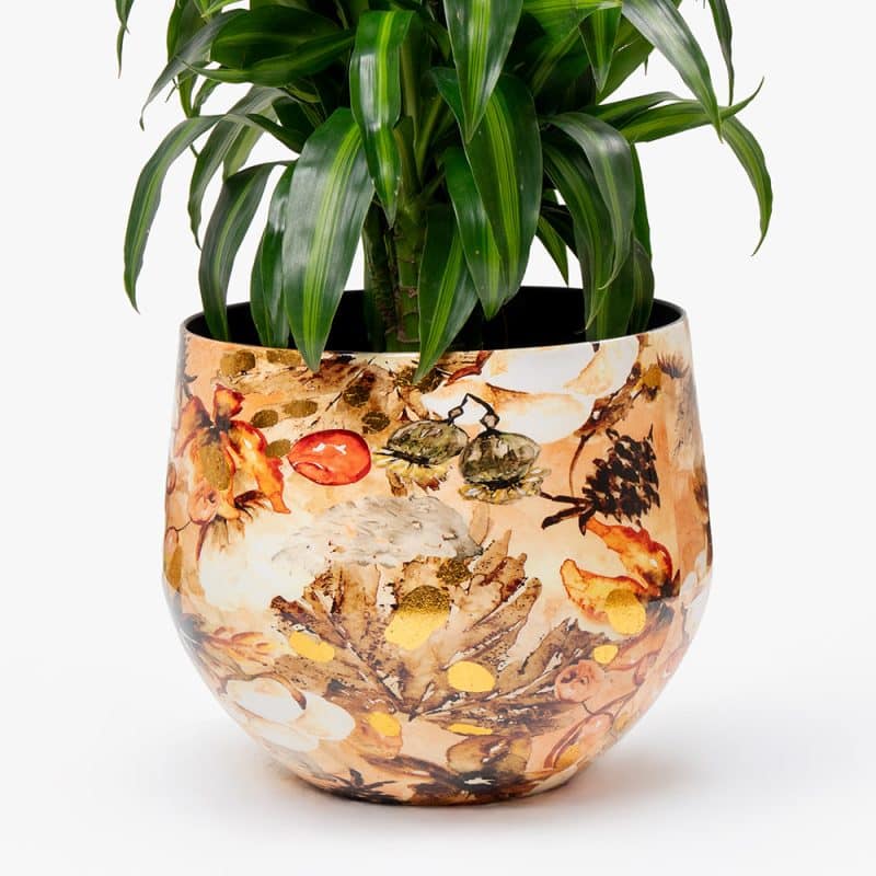 Dracaena Lemon Lime in Metal Gold Pot – 100cm