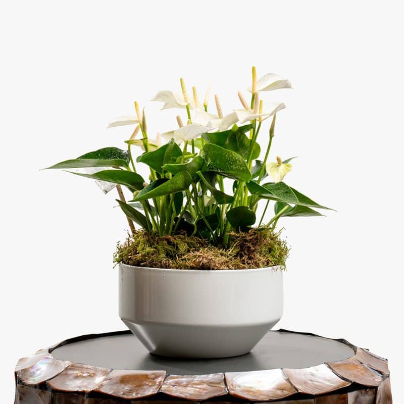 White Anthurium Plant in White Ceramic Pot – 30cm