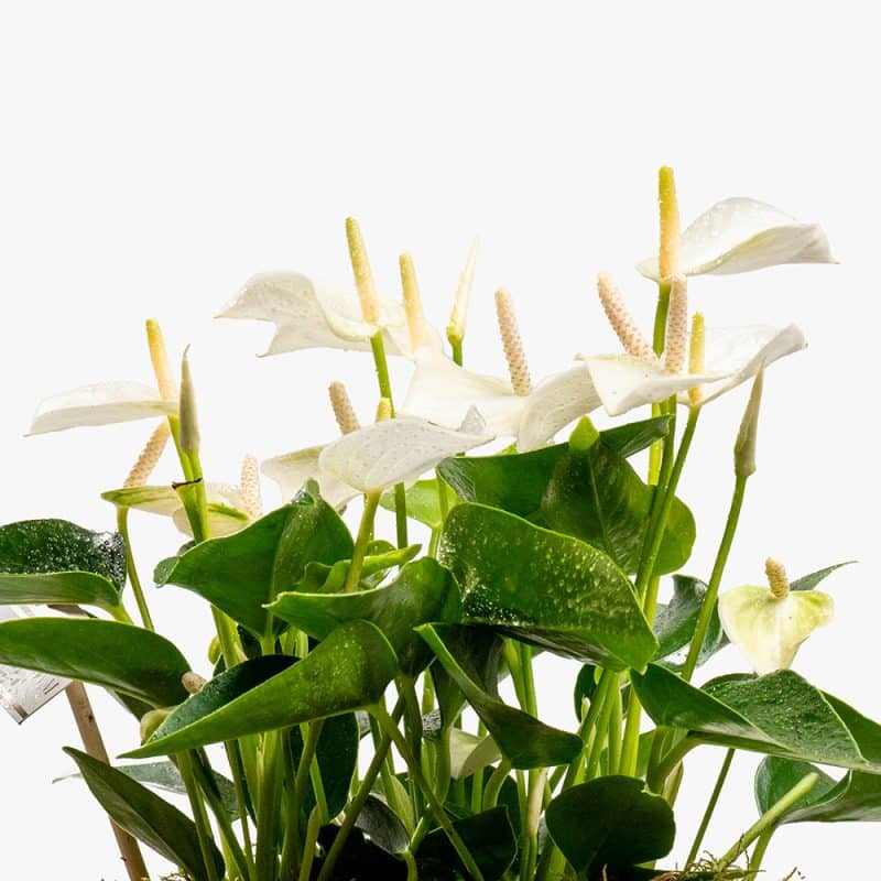 White Anthurium Plant in White Ceramic Pot – 30cm