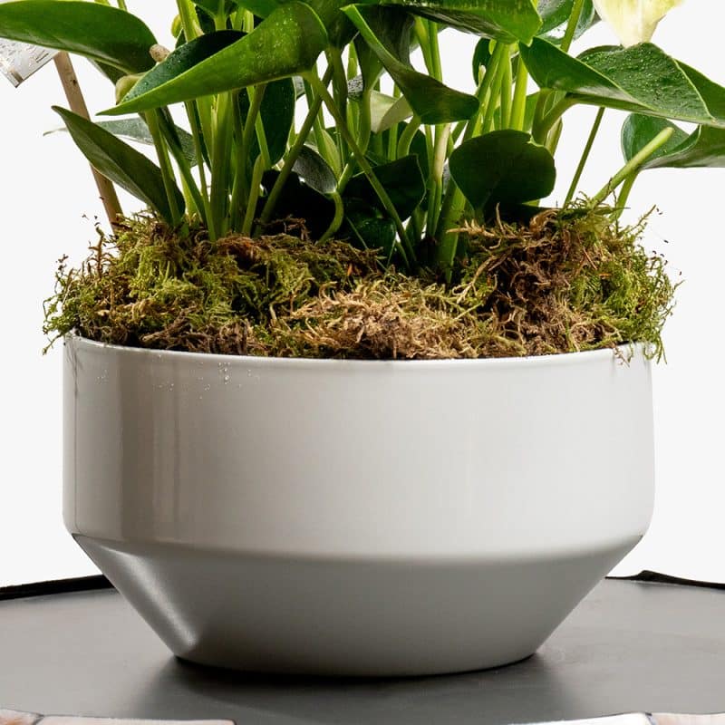 White Anthurium Plant in White Ceramic Pot – 30cm