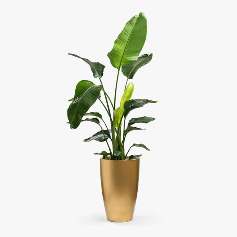 Strelitzia Plant in Gold Fiber Pot – 175cm