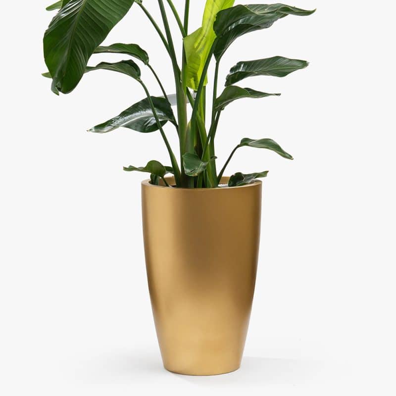 Strelitzia Plant in Gold Fiber Pot – 175cm