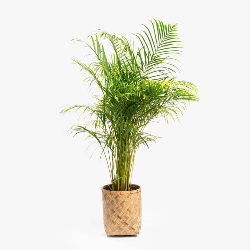 Dypsis Plant in Wood Basket Pot – 160cm