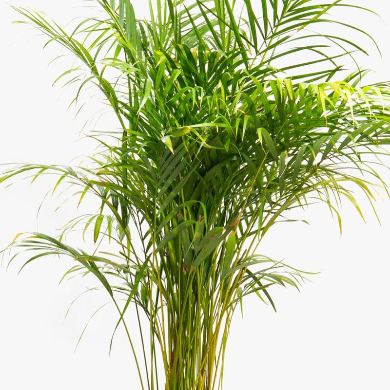 Dypsis Plant in Wood Basket Pot – 160cm