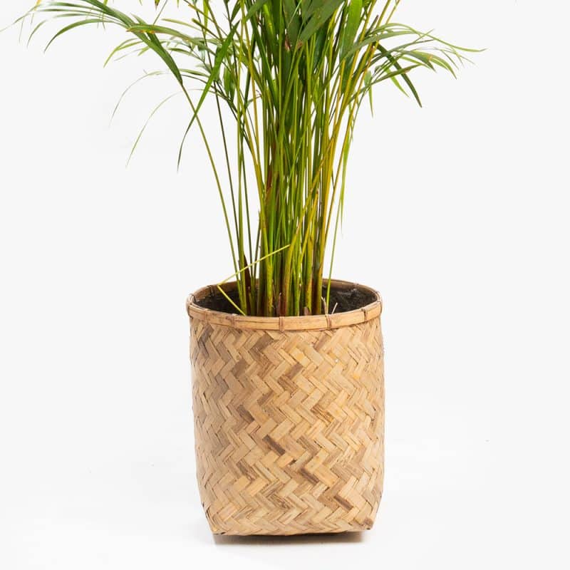 Dypsis Plant in Wood Basket Pot – 160cm