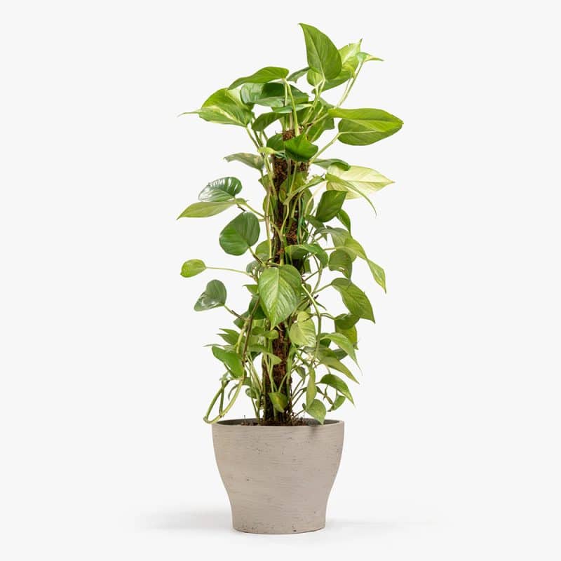 Epipremnum Plant in Elegant Gray Pot – 115 cm