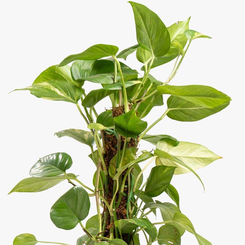 Epipremnum Plant in Elegant Gray Pot – 115 cm