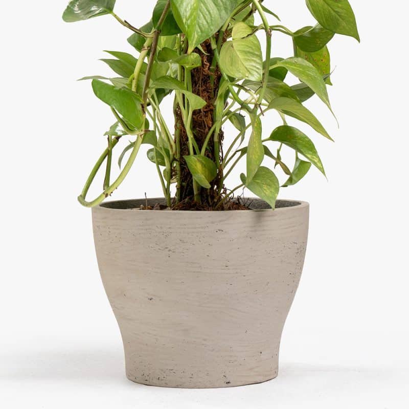 Epipremnum Plant in Elegant Gray Pot – 115 cm