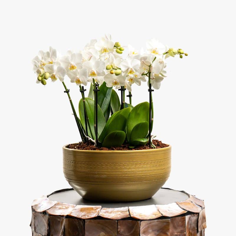 3 White Mini Orchids in Gold Ceramic Pot – 42cm