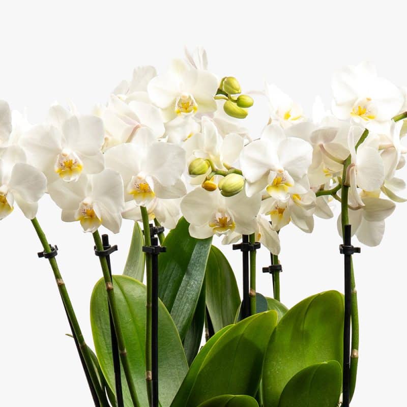 3 White Mini Orchids in Gold Ceramic Pot – 42cm
