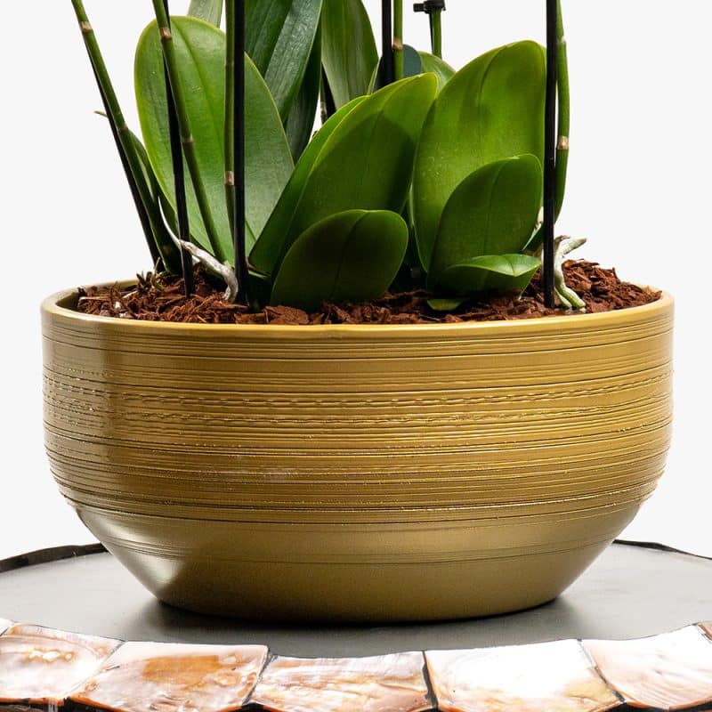 3 White Mini Orchids in Gold Ceramic Pot – 42cm