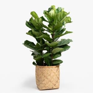 The Guide for the Best Indoor Plants