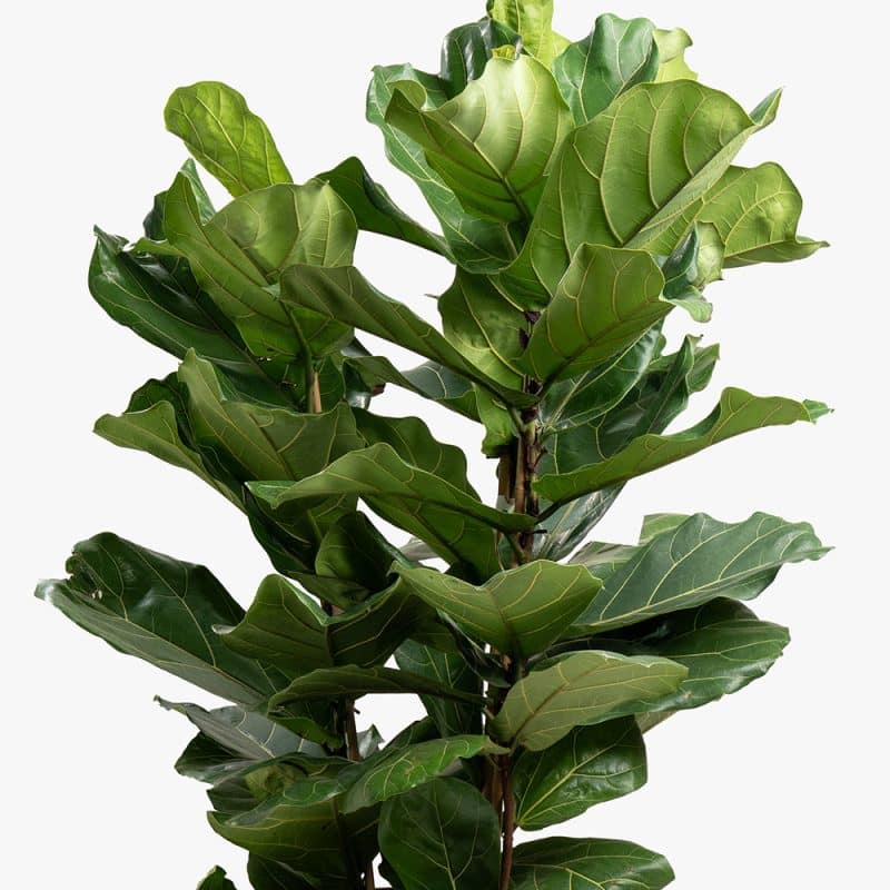 Ficus Lyrata Plant in Bamboo Basket – 150cm