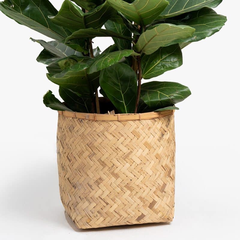 Ficus Lyrata Plant in Bamboo Basket – 150cm