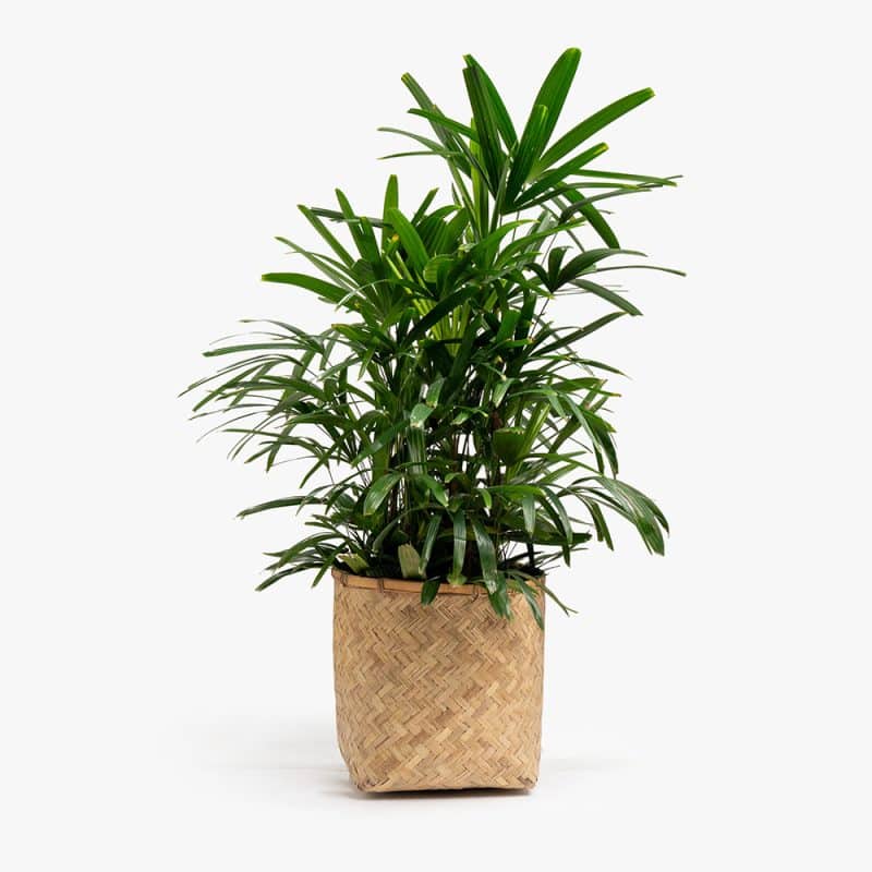 Rhipsalis Plant in Wooden Basket – 90cm