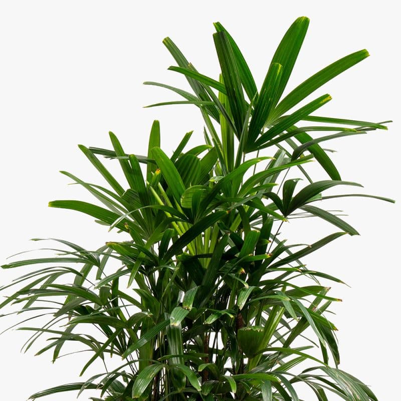 Rhipsalis Plant in Wooden Basket – 90cm
