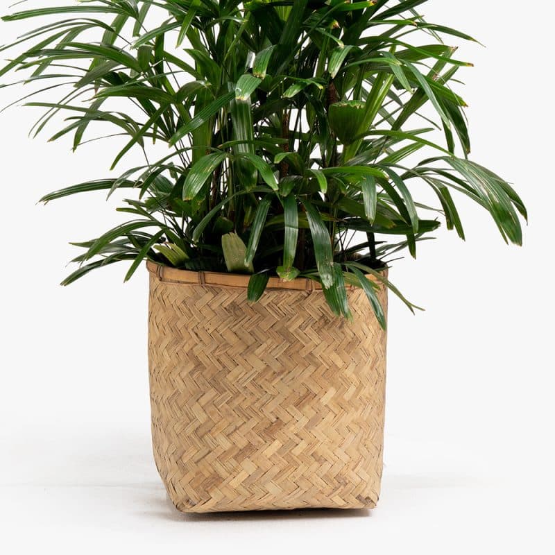 Rhipsalis Plant in Wooden Basket – 90cm