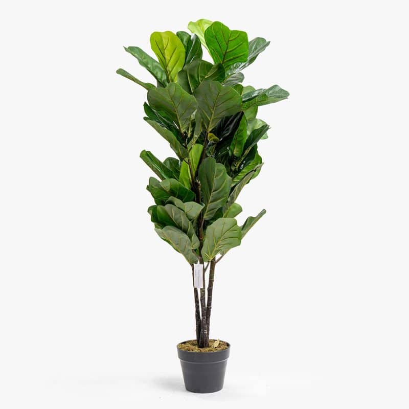 Artificial Ficus Lyrata Plant – 115 cm