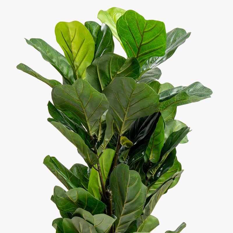 Artificial Ficus Lyrata Plant – 115 cm