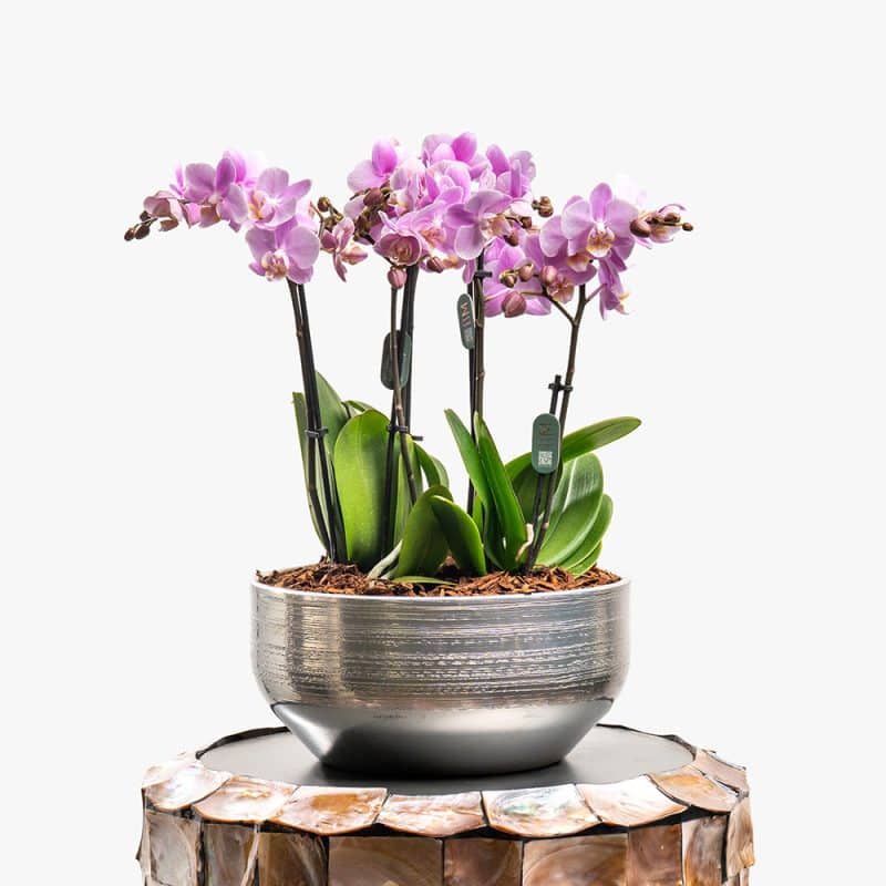 3 Pink Mini Orchids in Silver Ceramic Pot – 42cm