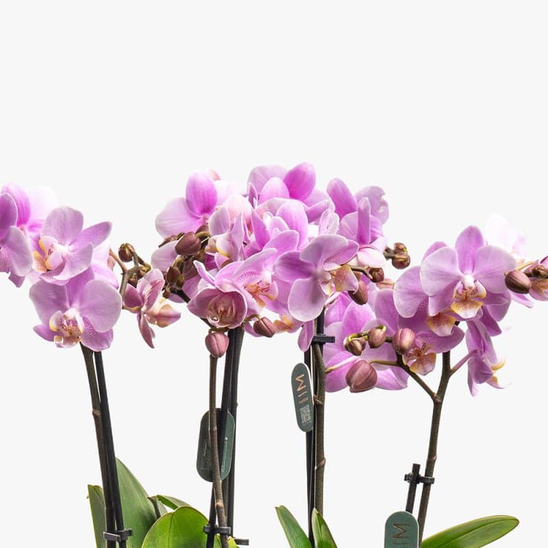 3 Pink Mini Orchids in Silver Ceramic Pot – 42cm