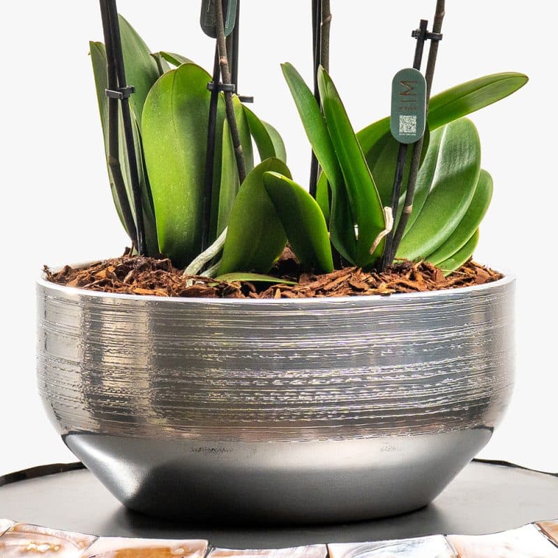 3 Pink Mini Orchids in Silver Ceramic Pot – 42cm