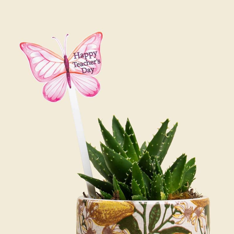 Aloe Plant in Elegant Ceramic Pot – Healing & Stylish Indoor Green Gift