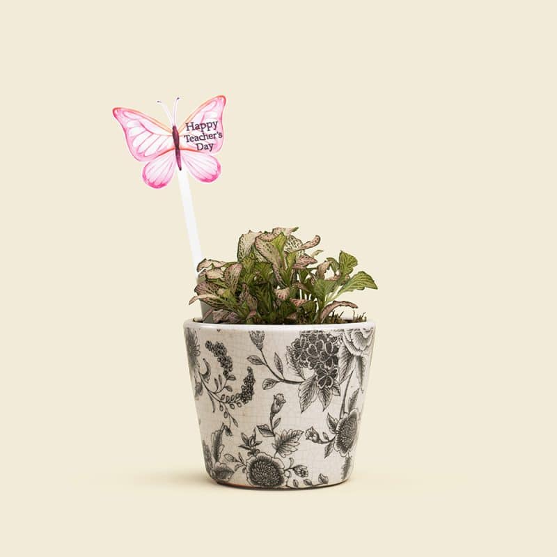 Fittonia Plant in Ceramic Pot