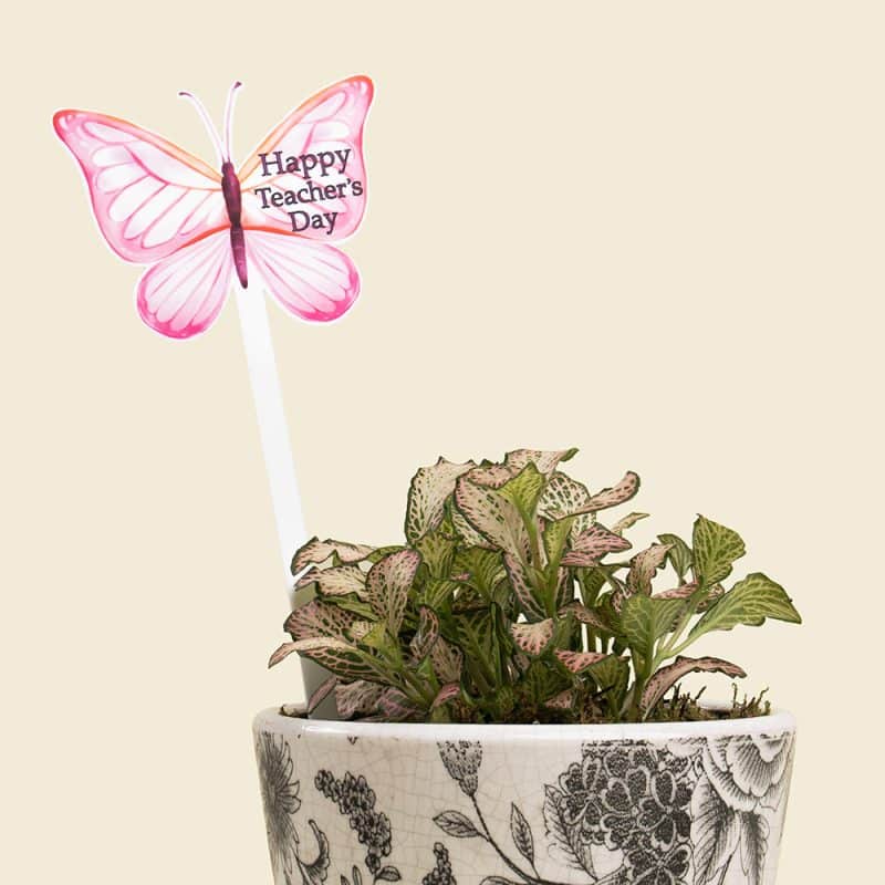 Fittonia Plant in Ceramic Pot