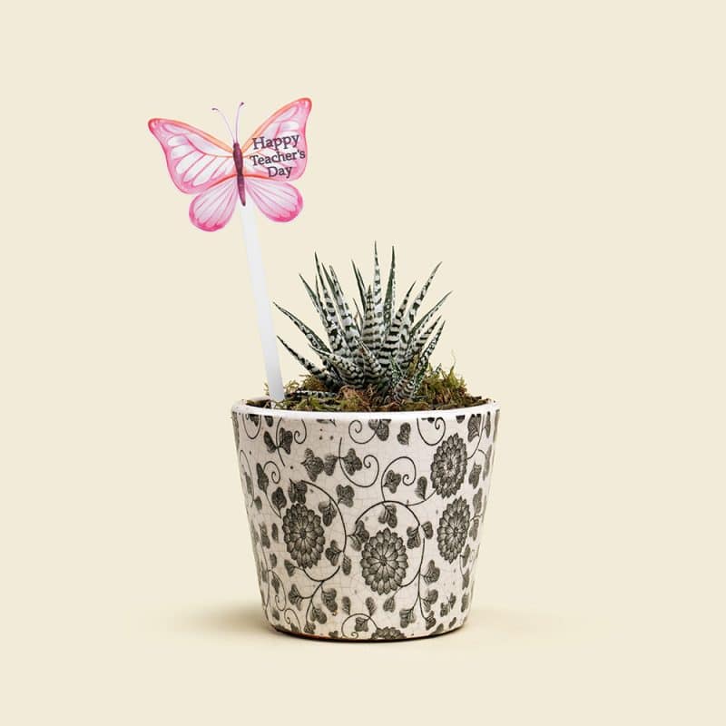 Haworthia