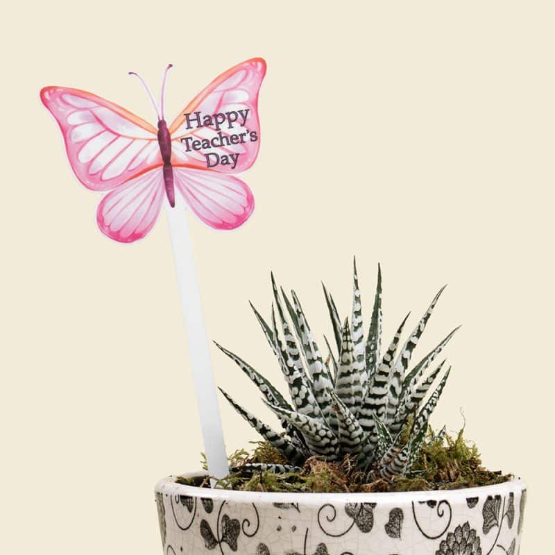 Haworthia Succulent Plant in Ceramic Pot – Low Maintenance Indoor Gift