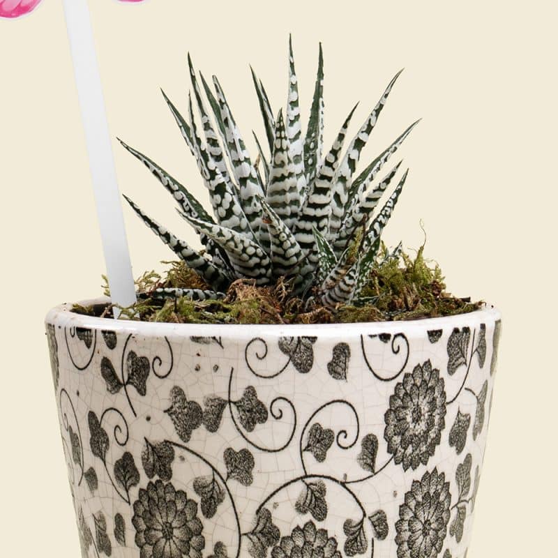 Haworthia Succulent Plant in Ceramic Pot – Low Maintenance Indoor Gift