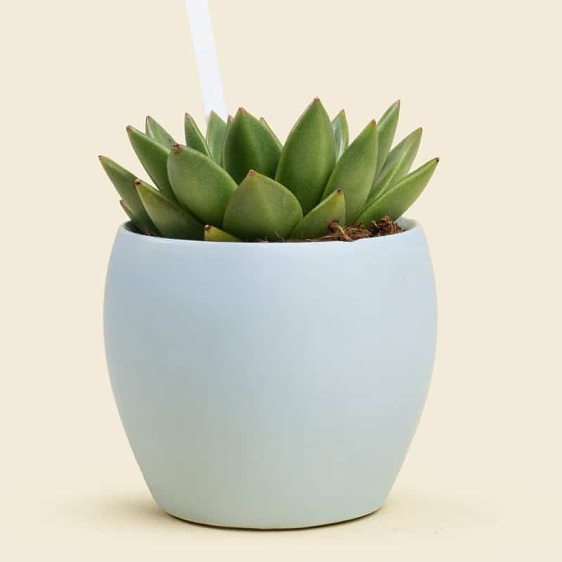 Echeveria Plant in Elegant Ceramic Pot – Stylish Succulent Indoor Gift