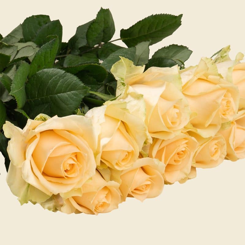 10 Peach Roses Bunch