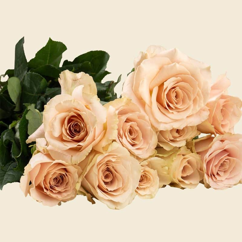 10 Dusty Peach Roses Bunch – Elegant Fresh Rose Bouquet for Every Occasion