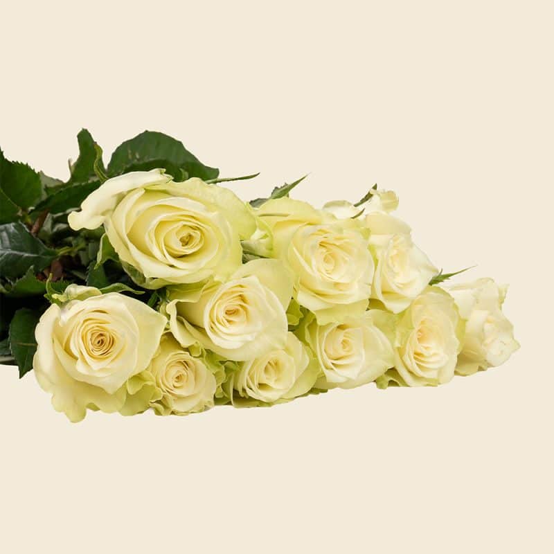 10 Off-White Roses Bunch