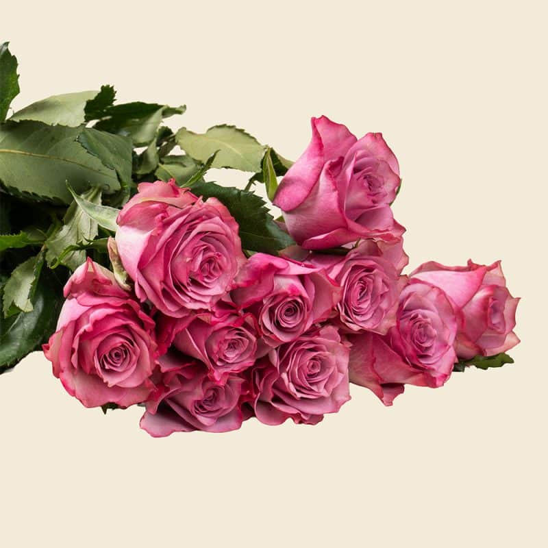 10 Dark Pink Roses Bunch – Fresh Elegant Bouquet for Gifting & Celebrations
