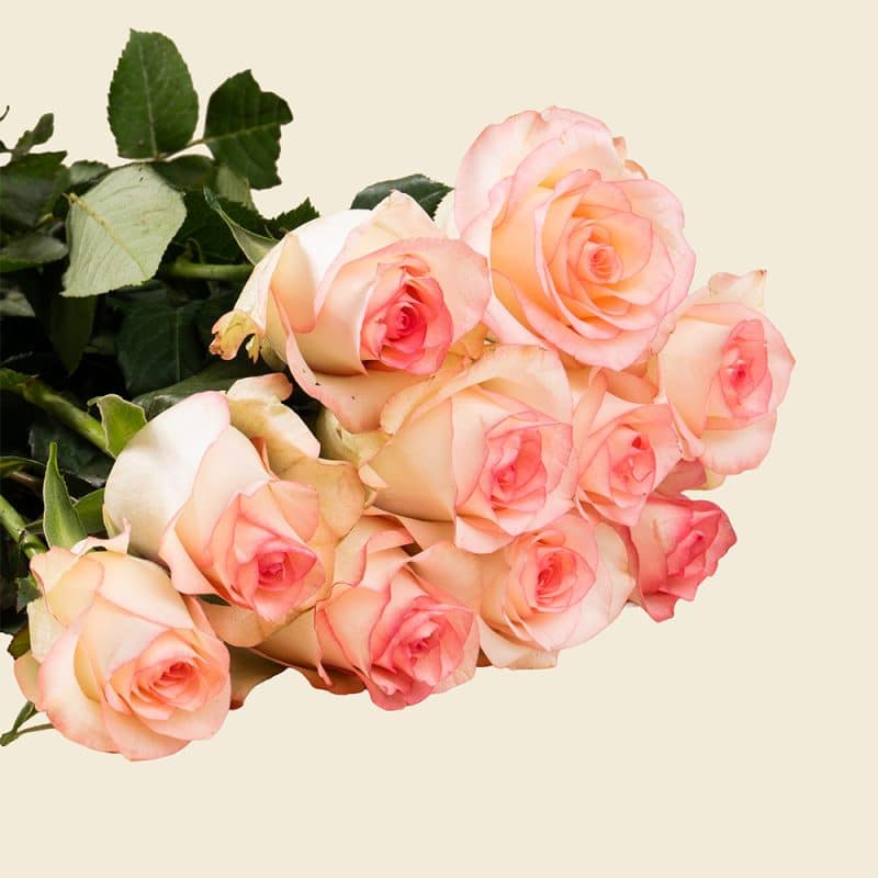 10 Double Pink Roses Bunch – Fresh Elegant Bouquet for Gifting & Celebrations