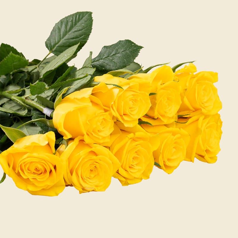 10 Yellow Roses Bunch – Vibrant Fresh Roses for Gifting & Celebrations