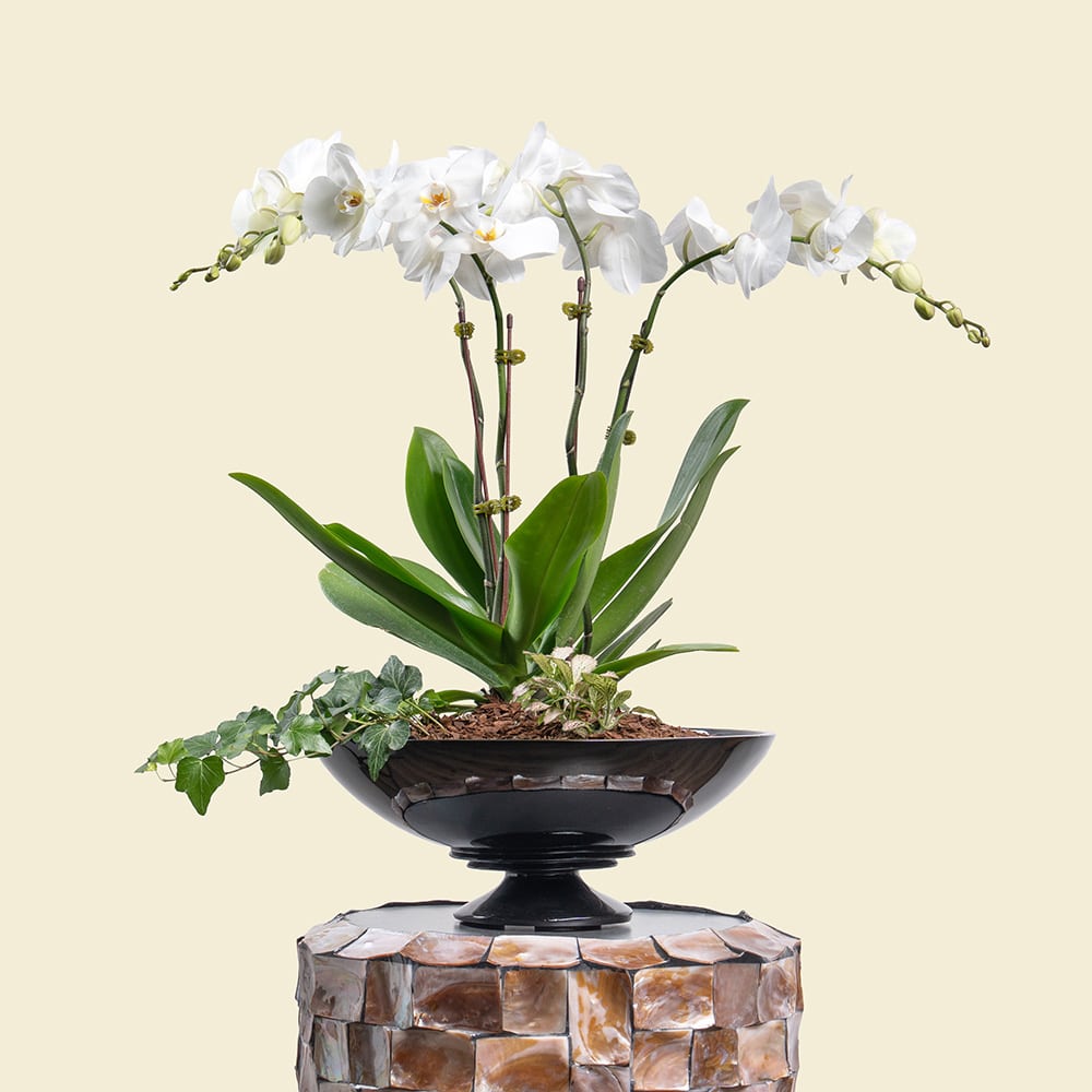 1 Phalaenopsis Orchid in Red Poly-Lacquer Dish