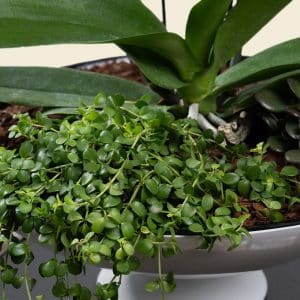 Best Indoor Plants for February in Qatar 17 Best Indoor Plants for February in Qatar