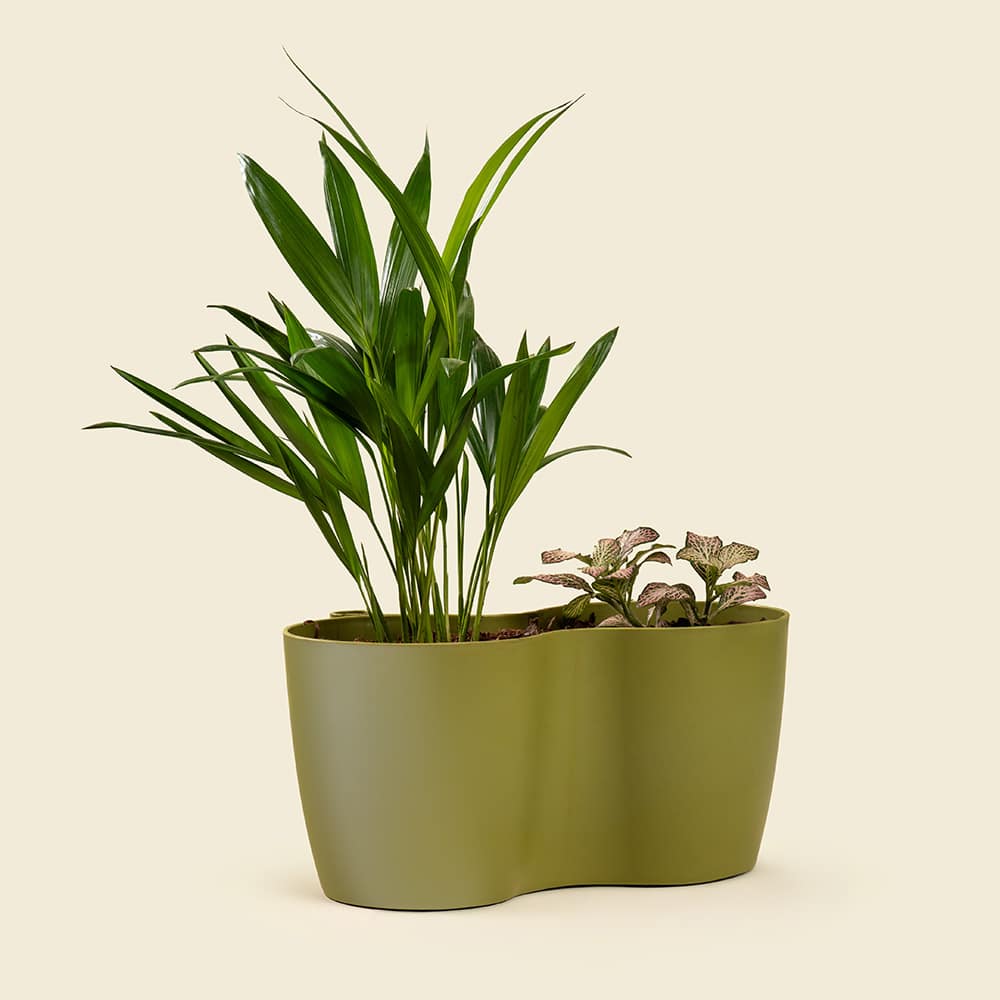 3 Dypsis & Fittonia Mix Plant – Lush Indoor Green Duo in Decorative Pot
