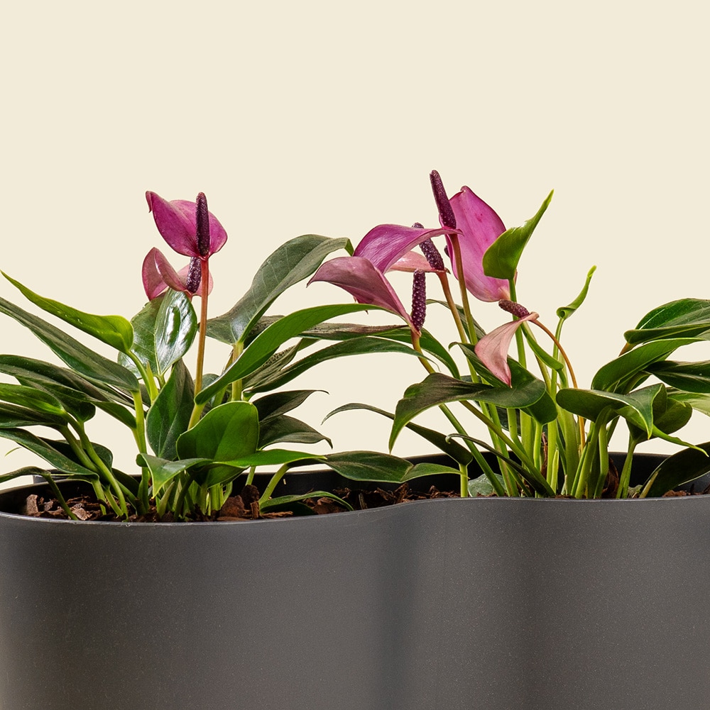 5.2 Anthurium Plant – Elegant Indoor Flowering Plant with Heart-Shaped Blooms